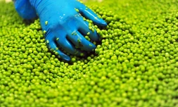 Le génome du petit pois décrypté pour la premiÚre fois