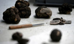 Des truffes dans un atelier de la Maison Gaillard, une conserverie de Caussade, dans le Tarn-et-Garonne, le 18 janvier 2022