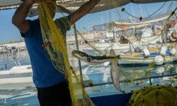 Alexis Charlambakis, un pêcheur grec, montre deux poissons-ballons pris dans ses filets à Ierapetra, en Crète, le 3 juin 2026