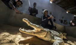 Mamdouh Hassan (D) montre un crocodile à des visiteurs dans sa maison du village égyptien de Gharb Soheil (sud), le 3 février 2020