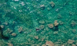 Vue aérienne montrant le  professeur Sajmir Beqiraj le 12 juillet 2021 au large de la plage de Kallmet, en Albanie, à la recherche d'algues invasives