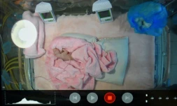 Sur un écran, le bébé panda du zoo de Beauval, dans le Loir-et-Cher, le 4 août 2017