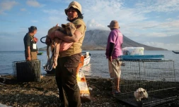 Une volontaire porte un chien blessé récupéré dans une zone abandonnée aprÚs l'éruption du Mont Ruang, en Indonésie, le 4 mai 2024 à Sitaro
