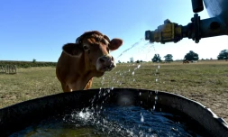 Une vache Limousine se rafraîchit au robinet d'une citerne d'eau, le 5 août 2020 à Vivoin, dans l'ouest de la France