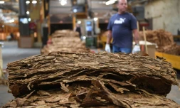 Des "strips" de feuilles de tabac dans l'usine de France Tabac Ă Sarlat-la-Caneda, le 20 septembre 2019
