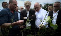Le ministre de l'Agriculture Marc Fesneau visite une vigne dévastée par la grêle à Castelnau d'Auzan Labarrere dans le Gers, le 6 juin 2022