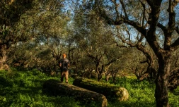 Nikos Argirakis dans son domaine d'Aghios Andreas, dans le sud-ouest du PéloponnÚse, le 16 décembre 2020 en GrÚce