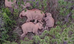 Des éléphants dorment dans la province chinoise du Yunnan, le 24 juin 2021