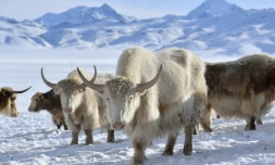Un troupeau de yaks blancs dans un pùturage enneigé à 3 000 mÚtres d'altitude dans les montagnes reculées du Kirghizistan, le 2 février 2026