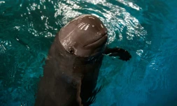 Un marsouin du Yangtsé dans un delphinarium de Wuhan en Chine, le 10 novembre 2018