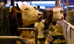 Des vaches au Salon de l'Agriculture, à Paris, le 26 février 2016