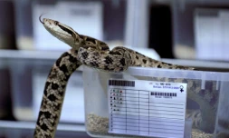 Un trigonocéphale chez Venom World, à Saint-Thibault-des-Vignes, près de Paris, le 24 juin 2016 où les serpents sont élevés afin extraire leur venin à des fins thérapeutiques