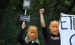 Manifestation à Niederhausbergen, à proximité de Strasbourg pour réclamer la fermeture d'un centre universitaire de primatologie, qui réalise des études sur des singes, le 20 octobre 2019
