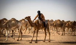 Un éleveur de dromadaires conduit son troupeau prÚs de Dakhla, au Sahara occidental, le 13 octobre 2019