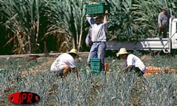 Agriculteurs au travail