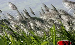 Fleurs de la canne à sucre