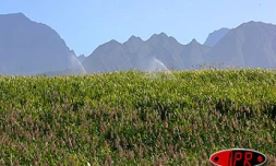 Champ de cannes à sucre en fleurs