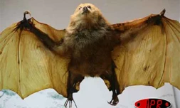 Trois espèces de chauve-souris, 22 espèces d'oiseaux et trois espèces de reptiles ont disparu à jamais de l'île. Le principal responsable est l'homme  qui, en 200 ans, a décimé presque la totalité des espèces endémiques.