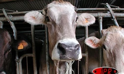 Le 18 octobre prochain, le fabricant industriel d'aliments pour bétail Proval Sanders célèbre son trentième anniversaire