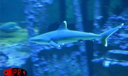 Implantés sur le port de Saint-Gilles (Ouest) depuis 2000, l'Aquarium de La Réunion et ses 500 poissons reprentant 125 espèces attirent une foule de visiteurs sans cesse croissante