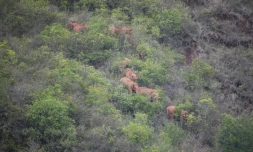 Vue aérienne prise le 7 juin et diffusée le 11 juin 2021 par les autorités de la province du Yunnan d'un troupeau d'éléphants en randonnée près de la ville de Kunming, dans le sud-ouest de la Chine
