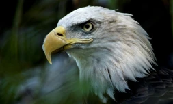Le pygargue Ă tĂȘte blanche est l'animal symbole des Etats-Unis