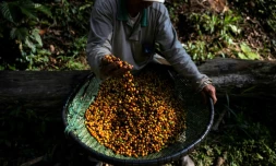 Un employĂ© tamise des grains de cafĂ© dans la plantation Camocim, le 25 aoĂ»t 2023 Ă Domingos Martins, dans l'Ătat d'EspĂrito Santo, au BrĂ©sil