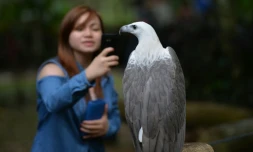Une visiteuse prend en photo un aigle à la fondation philippine pour les aigles à Davao le 17 février 2016