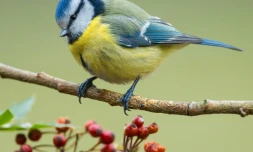 Les printemps précoces privent les petits des mésanges de chenilles, déjà muées en papillons