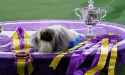 Wasabi, un Pékinois, photographié le 13 juin 2021 à Tarrytown, dans l'Etat de New York, après avoir emporté le titre de "Best in Show" du Westminster Dog Show 