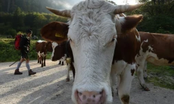 L'éructation des ruminants mise en cause parmi les explications à la flambée depuis dix ans des émissions de méthane. Photo du 1er octobre 2016 dans les Alpes