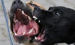 Une femme mordue Ă mort par des chiens dans le nord de la France