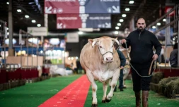 Un fermier conduit sa vache entre les stands du Salon de l'agriculture, le 21 février 2020 à la Porte de Versailles, à Paris