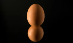 Les oeufs produits en France ne contiennent aucune trace de l'insecticide fipronil, à l'origine du scandale des oeufs contaminés