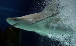 Un tiers des espèces de requins et de raies sont désormais menacées d'extinction, essentiellement en raison de la surpêche, selon WWF