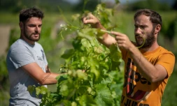 Florian Ferrer et Cedric Barnier, propriétaires d'un bar, ont été recrutés dans une exploitation agicole au pied du Mont Ventoux, à MalaucÚne, dans le sud de la France, ici dans un vignoble le 28 mai 2020