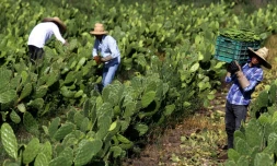 Récolte du nopal, une variété de cactus, le 1er août 2019 à Zapopan, dans l'Etat de Jalisco, au Mexique