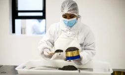 Une employée de Rova Caviar met en boite du caviar, le 4 juin 2019 à Mantasoa, à Madagascar