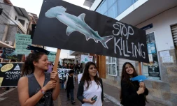 Des habitants de l'île équatorienne de Santa Cruz aux Galapagos manifestent contre la pêche illégale le 14 août 2017, après la découverte de 300 tonnes de poissons, y compris des espèces de requins protégées sur un navire chinois