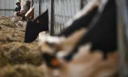 Les boeufs wagyu d'Emmanuel Rialland sont traités avec le plus grand soin : large surface de couchage sur de la paille, musique (classique, jazz) diffusée en permanence, foin bio