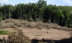 La forêt de Sivens près de Gaillac, dans le Tarn, en septembre 2014, lieu choisi pour la construction d'un barrage controversé