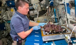 Sur cette photo non datée de la Nasa, l'astronaute Kjell Lindgren fait une récolte dans l'ISS