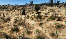 Le reboisement d'une zone touchée par l'incendie de février dernier au jardin botanique de Viña del Mar, au Chili, le 18 décembre 2024