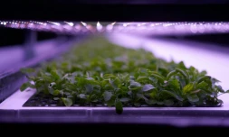 Des plants poussent dans une ferme "verticale" Ă Taastrup, au Danemark, le 20 novembre 2020