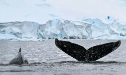 Baleines à bosse nageant dans les eaux du détroit de Gerlache, Antarctique, le 24 janvier 2024