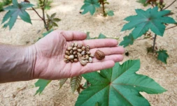 Des plants et graines de ricin, photographiées le 14 juin 2018 au jardin botanique de l'Université de la Ruhr, à Bochum (ouest de l'Allemagne)
