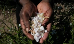 Une travailleuse agricole tient des fleurs de jasmin servant à la fabrication du parfum N°5 de Chanel à Pégomas, dans les Alpes-Maritimes, le 26 août 2021