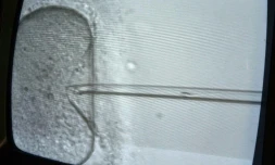 Le grand public parle de PMA pour procréation médicalement assistée tandis que les médecins utilisent plutôt l'acronyme AMP pour assistance médicale à la procréation.