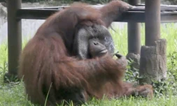 Capture d'écran à partir d'une vidéo montrant un orang-outan en train de prendre une bouffée de cigarette au zoo de Bandung, à environ 150 km au sud-est de la capitale Jakarta, le 4 mars 2018