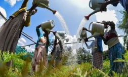 Des femmes arrosent des jeunes plants dans une pépiniÚre à Buee, le 1er juin 2020 en Ethiopie